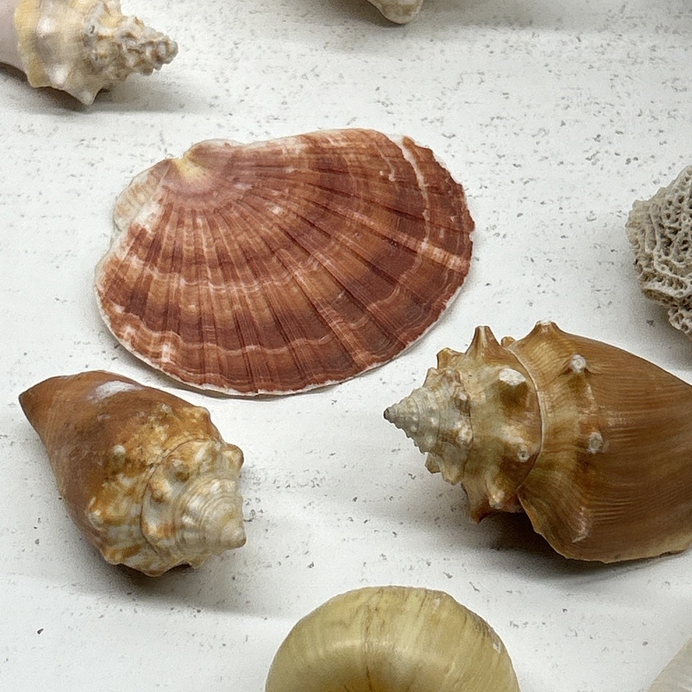 Mixed Seashell Collection Lot Conch Scallop Assorted Coastal‎ Decor - Picture 10 of 16